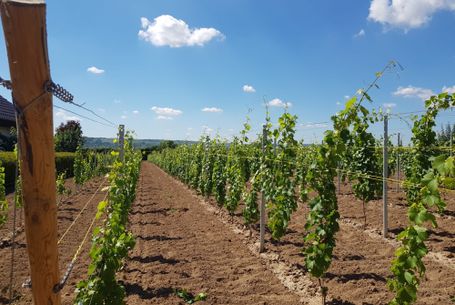 Jungfeld